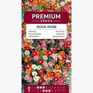Eliantemo Miscuglio - Tappeto sempreverde di fiori, resistente al gelo - Helianthemum nummularium Mutabile