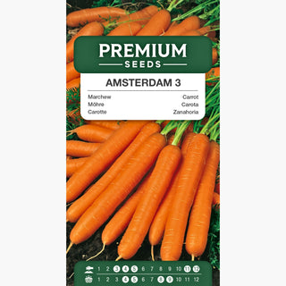 Carota - Amsterdam 3 - Precoce, gustosa e succosa, perfetta per insalate e succhi