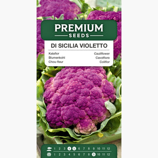 Cavolfiore di Sicilia Violetto - Teste viola attraenti, sapore unico e deciso - Brassica oleracea var. botrytis