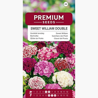 Garofano dei Poeti Doppio Miscuglio - Fiori pieni e multicolori, eccellenti per bordure e fiori recisi - Dianthus barbatus