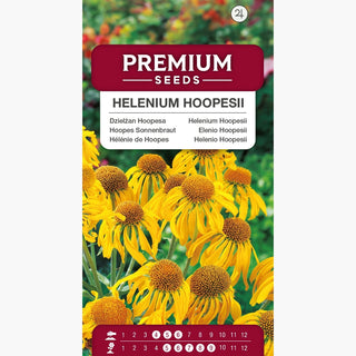 Elenio Hoopesii - Facile da coltivare pianta perenne - Helenium hoopesii