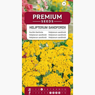 Helipterum - Dorate, abbondantemente striscianti capituli - Helipterum humboldtianum