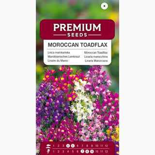 Linaria marocchina - Tappeto colorato per il giardino estivo - Linaria maroccana