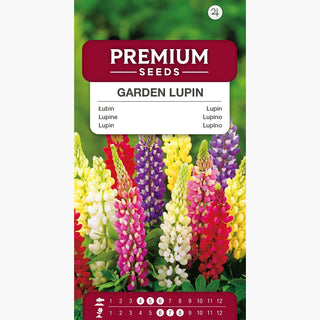 Lupino Russell miscuglio - Magia estiva colorata per le aiuole - Lupinus polyphyllus