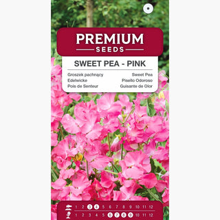 Pisello Odoroso - Rosa - Accento pastello tra il verde - Lathyrus odoratus