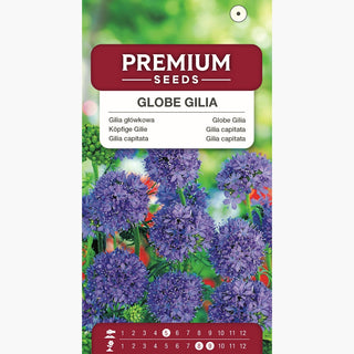 Gilia capitata - Ideale per prati fioriti e aiuole - Gilia capitata