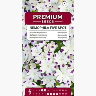 Nemophila con Macchie - Motivo interessante, spettacolare e originale - Nemophila maculata