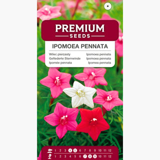 Ipomoea pennata - Miscuglio - Rampicante spettacolare fino a 3 metri - Ipomoea pennata