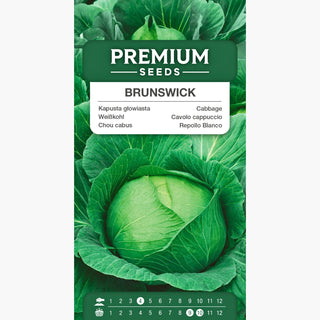 Cavolo cappuccio bianco Brunswick - Succoso e croccante, maestro delle variazioni culinarie - Brassica oleracea var. capitata f. alba