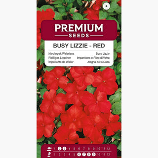 Impantiens o Fiore di Vetro - Rosso - Coltivazione facile e abbondante da piantine - Impatiens walleriana