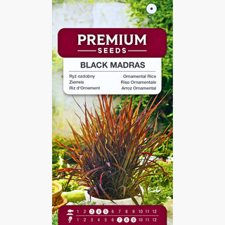 Riso Ornamentale - Black Madras - Decorativa ed elegante per il giardino - Oryza sativa