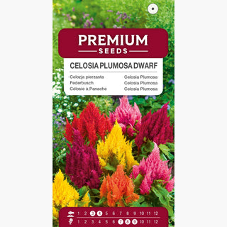 Celosia Plumosa Nana Miscuglio - Fiori intensamente colorati, ideali per bordure e contenitori - Celosia argentea var. plumosa nana