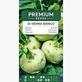 Cavolo rapa di Vienna bianco - Sapore delicato, raccolto dopo 40-45 giorni