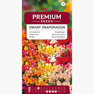 Bocca di Leone Nana Miscuglio - Fiori multicolori, ideale per bordure e aiuole - Antirrhinum majus