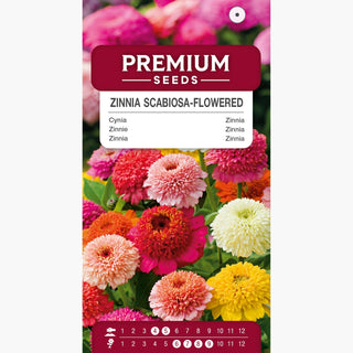 Zinnia fior di Scabiosa miscuglio - Fiori pieni, decorazione per aiuole e giardini - Zinnia elegans