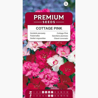 Garofano piumoso - Miscuglio - Fiori pastello, perfetti per rock garden e aiuole - Dianthus plumarius