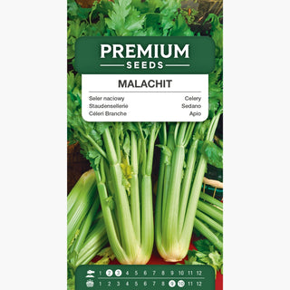 Sedano Malachit - Sapore e aroma eccellenti, facile da coltivare - Apium graveolens var.dulce
