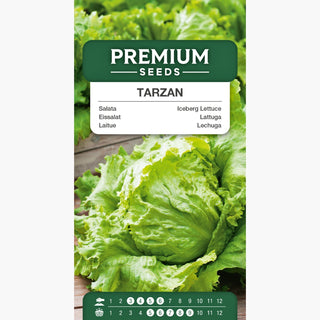 Lattuga Tarzan - Teste grandi fino a 1 kg, facile da coltivare, fresca e croccante