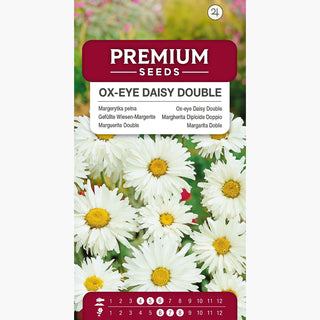 Margherita Diploide Doppio - Grappoli di fiori bianchi e pieni, facile da coltivare, resistente al gelo - Chrysanthemum leucanthemum