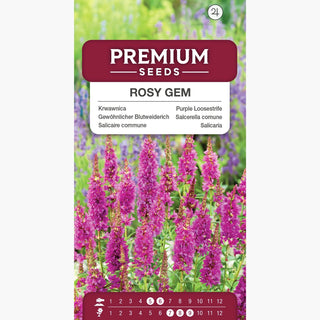 Salcerella comune - Rosy Gem - Aggiunta preziosa per un prato fiorito - Lythrum salicaria