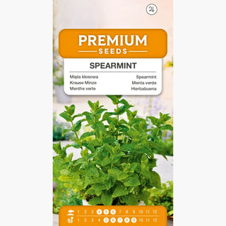 Menta verde - Sapore e aroma eccezionali, cresce bene in vaso - Mentha spicata