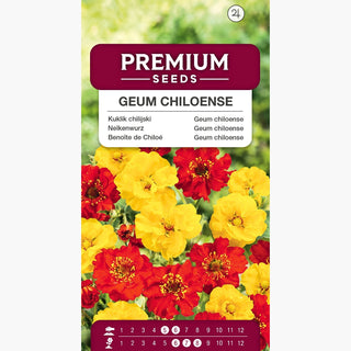 Geum chiloense - Miscuglio - Pianta perenne vigorosa per ogni aiuola - Geum chiloense