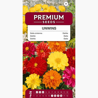 Dalia Unwins - Miscuglio dallo stile leggero e naturale - Dahlia pinnata