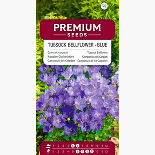 Campanula dei Carpazi - Blu - Esplosione di fiori viola-blu - Campanula carpatica