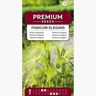Panicum elegans - Panicum elegans - Pannocchie spettacolari e ariose - Panicum elegans
