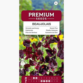 Pisello Odoroso - Beaujolais - Splendida decorazione per pergole e gazebo - Lathyrus odoratus