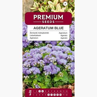 Agerato Blu - Basso con fiori blu, ideale per bordure e vasi - Ageratum houstonianum