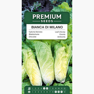 Cicoria Bianca di Milano - Perfetta per insalate fresche e contorni! - Cichorium intybus var. foliosum