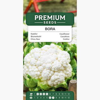 Cavolfiore Bora - Crescita rapida, ottimo per cucinare - Brassica oleracea var. botrytis