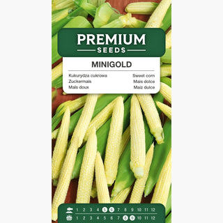 Mais dolce Minigold - Dolcezza eccezionale dei chicchi, perfetto per conserve - Zea mays convar. saccharata
