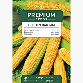 Mais dolce - Golden Bantam - Produttivo, gustoso, pannocchie grandi e dolci fino a 22 cm - Zea mays convar. saccharata