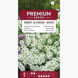 Alisso Nano - Bianco - Fiori bianchi piccoli e compatti a grappoli - Lobularia maritima