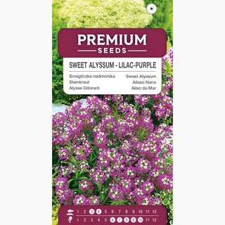 Alisso Nano - Lilla-viola - Fioritura abbondante, perfetta per bordure - Lobularia maritima