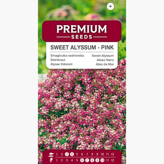 Alisso Nano - Rosa - Compatta dal profumo intenso di miele - Lobularia maritima