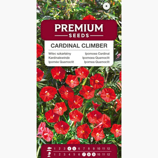 Ipomoea Quamoclit Cardinalis - Rosso intenso che attira le farfalle - Ipomoea quamoclit Cardinalis