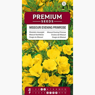 Enotera del Missouri - Strisciante, ornamentale per scarpate - Oenothera missouriensis