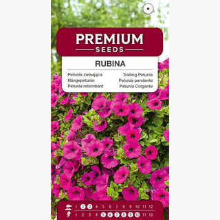 Petunia pendente Rubina - Cascate abbondanti di fiori, eccezionalmente facile da coltivare - Petunia x hybrida pendula