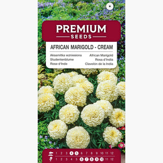 Rosa d'India - Crema - Fiori delicati: crema e bianchi, pieni di bellezza! - Tagetes erecta