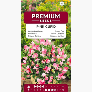 Pisello Odoroso - Pink Cupid - Fiori rosa pastello - Lathyrus odoratus