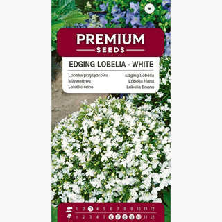 Lobelia Nana - Bianco - Affidabile decorazione per balconi - Lobelia erinus