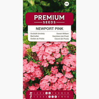 Garofano dei Poeti - Newport Pink - Accento rosa salmone per il giardino - Dianthus barbatus