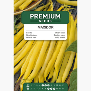 Fagiolo nano Maxidor - Baccelli dorati e lunghi. eccezionalmente produttivo!