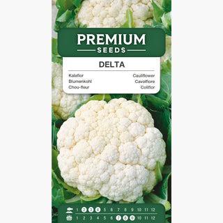 Cavolfiore Delta - Raccolto rapido, teste fino a 1 kg - Brassica oleracea var. botrytis
