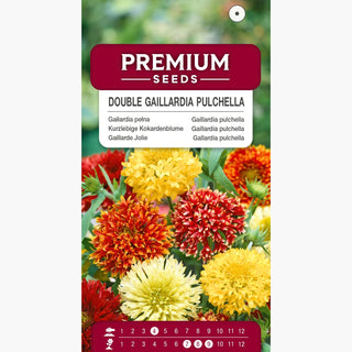 Gaillardia pulchella - Doppia Miscuglio - Fiori pieni, dai colori intensi - Gaillardia pulchella