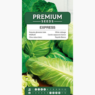 Cavolo cappuccio bianco Express - Regina dei raccolti precoci! esplosione istantanea di sapore! - Brassica oleracea var. capitata f. alba