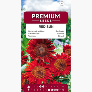 Girasole Red Sun - Gigante decorativo, crescita rapida, fioritura duratura - Helianthus annuus
